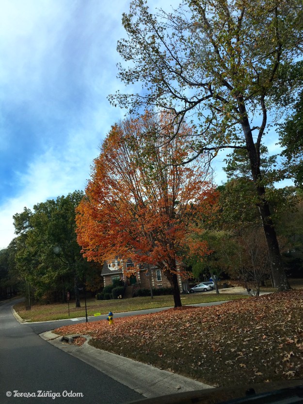 The leaves begin to fall...