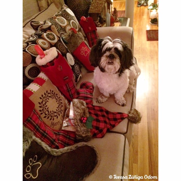 Mama...I hope Santa knows which stocking is mine! #conversationswithlucy