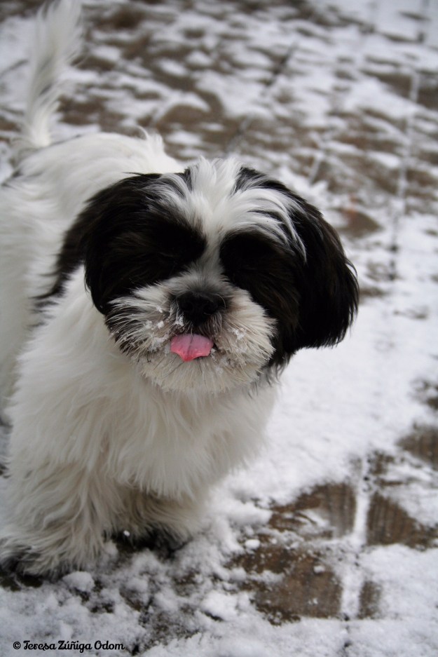Lucy experiences her first snow!
