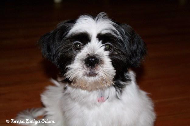 Photo of Lucy the night I brought her home...