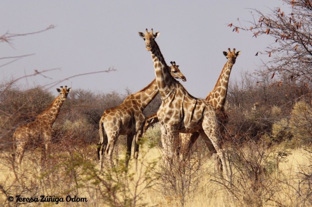 August 2016 Namibia, Africa - Hunters Namibia Safaris